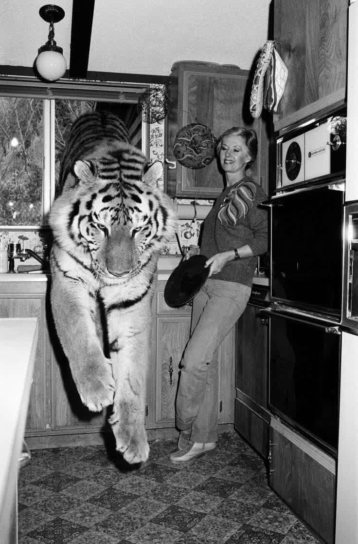 Tippi Hedren with her pet tiger, 1982.jpg
